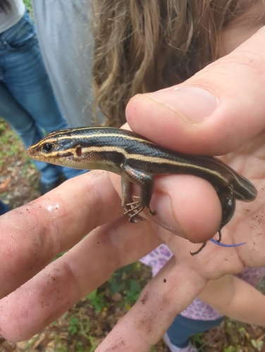 Common Five-lined Skink