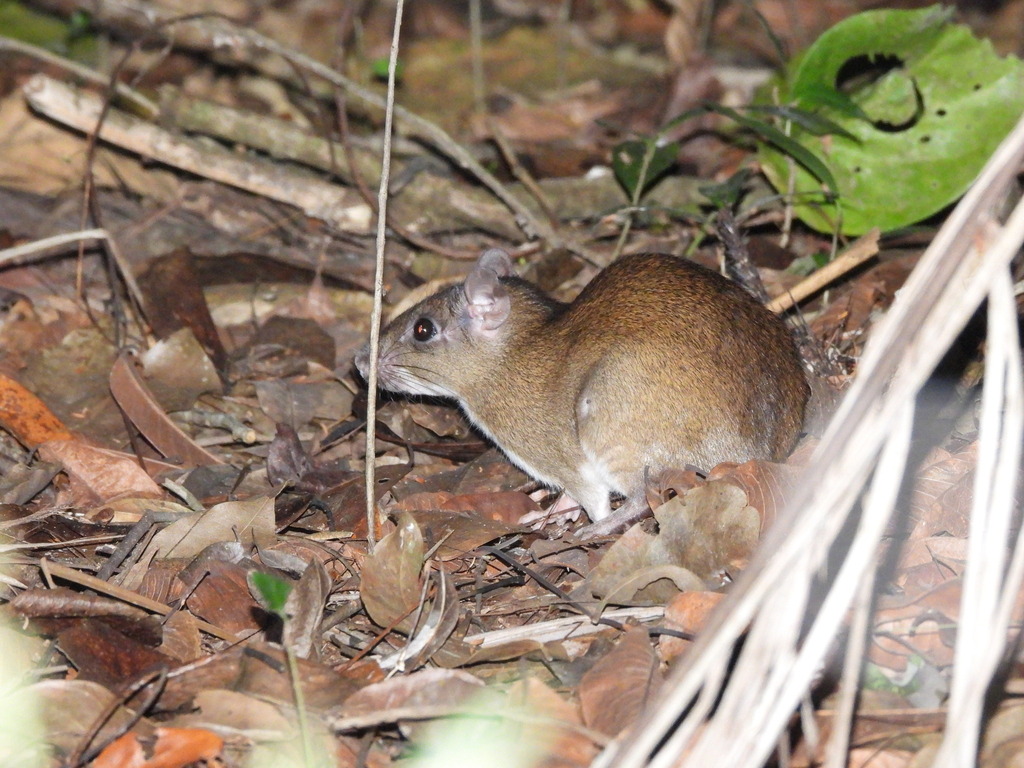 Steere's Spiny Rat
