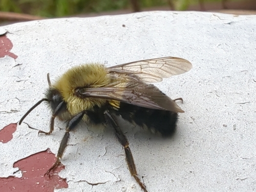 Common Eastern Bumble Bee