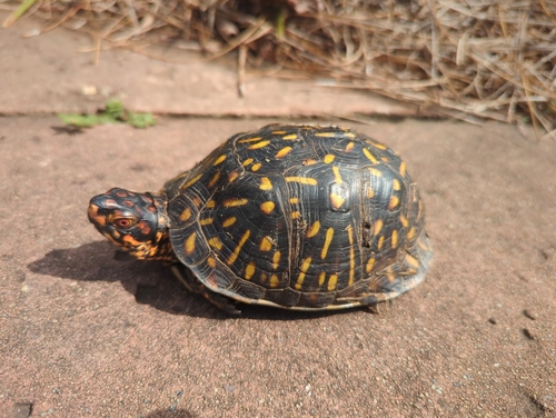 Three-toed Box Turtle