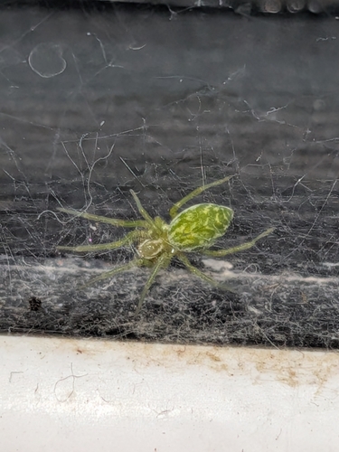 Green Meshweaver