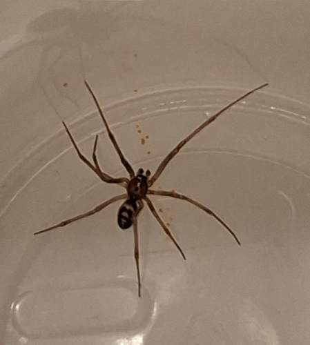 False Black Widow