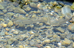 Tor putitora