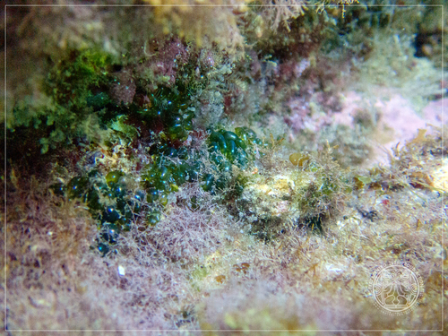 Valonia utricularis observed 2026-10-03
