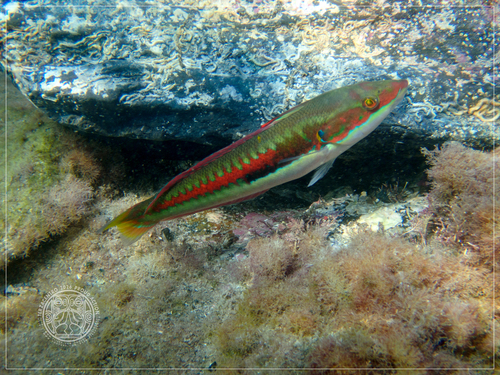 Mediterranean Rainbow Wrasse