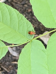 Neolema quadriguttata