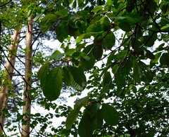 Prunus avium