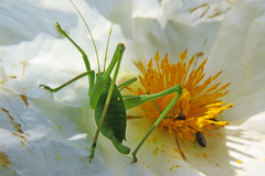 Odontura glabricauda
