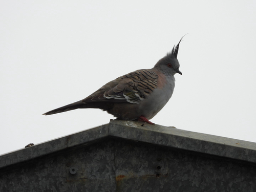 Crested Pigeon