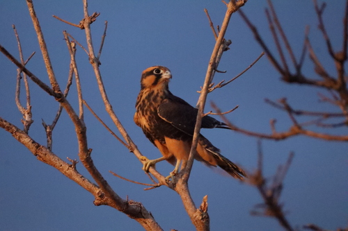 Aplomado Falcon