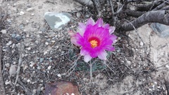 Thelocactus bicolor bicolor