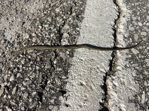 Plains Garter Snake