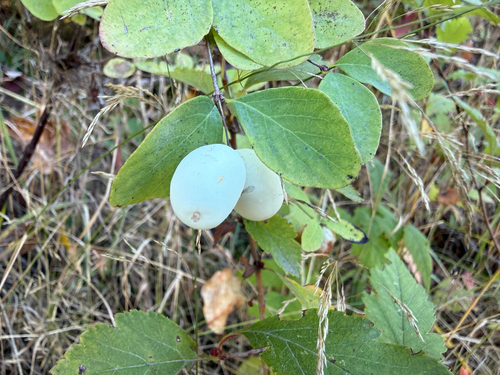 Common Snowberry
