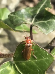 Cantharis cryptica