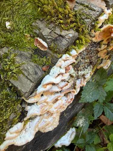 Trembling Crust