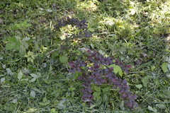 Berberis vulgaris