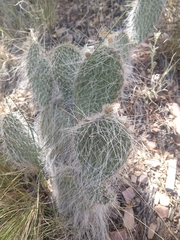 Opuntia trichophora
