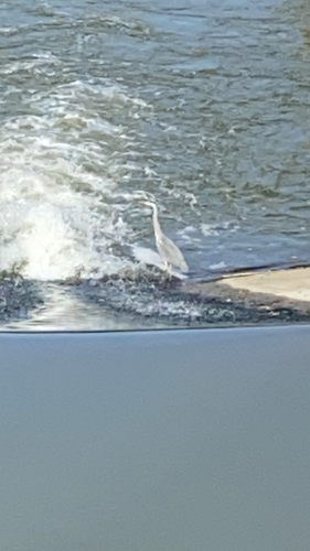 Grey Heron