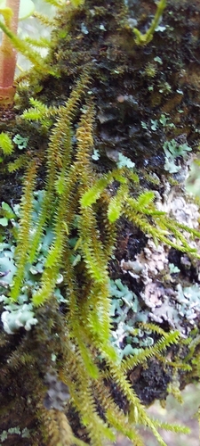 Cryphaea glomerata, 2026-10-03