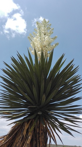giant Spanish-dagger