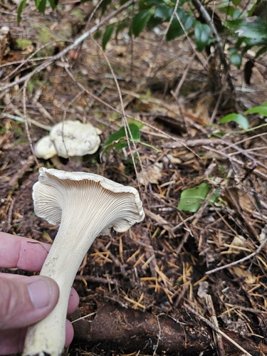 White Chanterelle