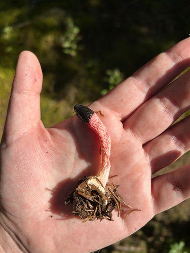 red stinkhorn