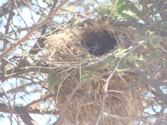 Campylorhynchus brunneicapillus