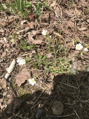 Cerastium arvense strictum