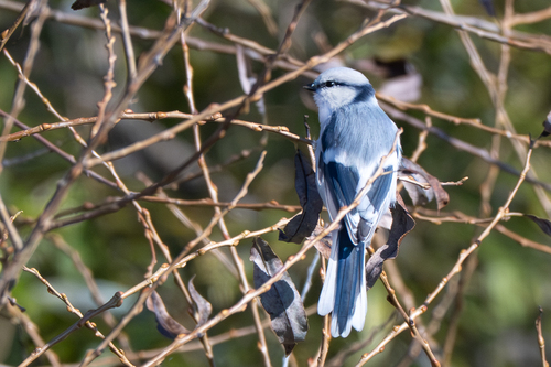 Azure Tit