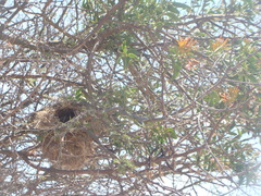 Campylorhynchus brunneicapillus