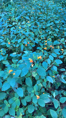 common jewelweed