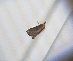 Phyprosopus callitrichoides