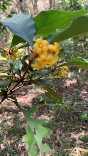 Rough-fruited Pittosporum