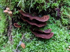 Hymenochaete microcycla