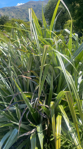 Astelia chathamica, 2025-12-13