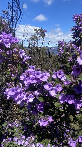 Prostanthera rotundifolia observed 2026-10-04