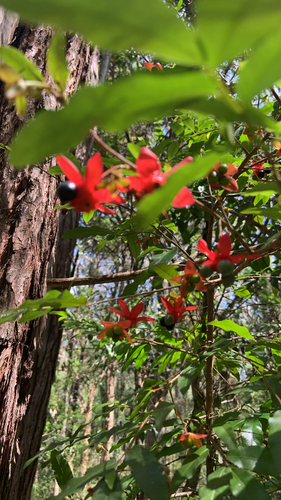 Small-leaved plane