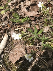 Cerastium arvense strictum