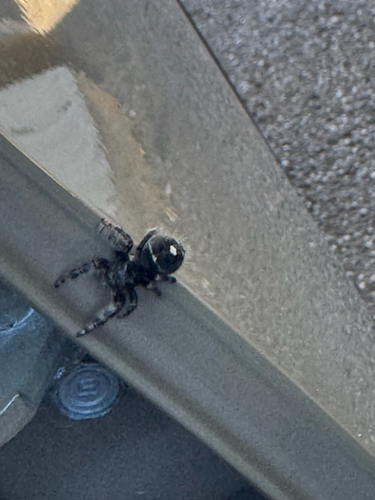 Bold Jumping Spider