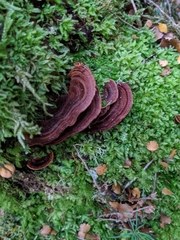 Hymenochaete microcycla