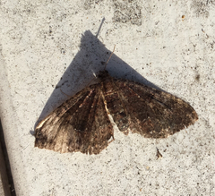 Lepidoptera