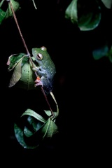 Zhangixalus prominanus