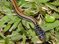 Xenochrophis vittatus
