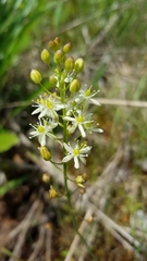 Schoenolirion wrightii