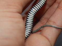 Xenochrophis vittatus