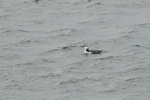 Common Murre