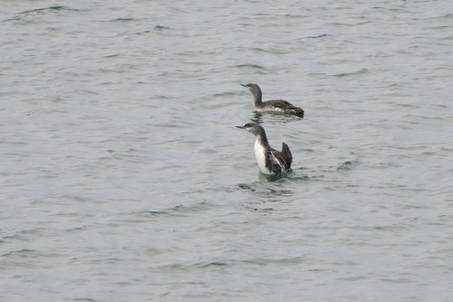Red-throated Loon