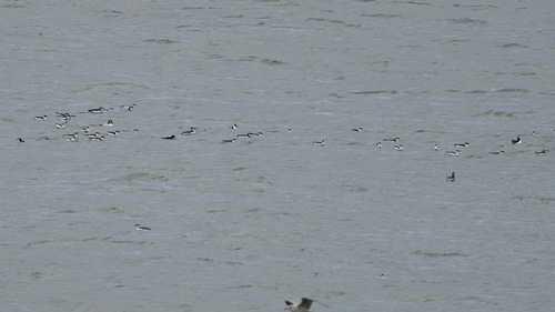 Razorbill