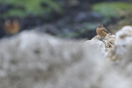 European Stonechat