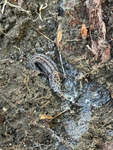 Leopard Slug